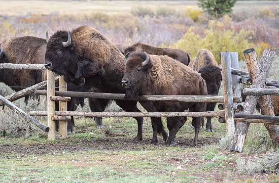 
Grass-fed bison has high concentrations of iron and zinc, plus it contains an impressive ratio of healthy fats.

